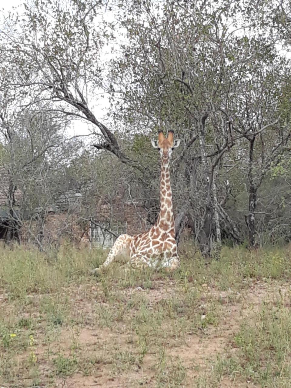 African Sky Marloth Park Kültér fotó